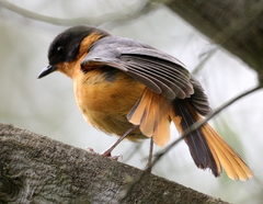 Cossypha dichroa dichroa