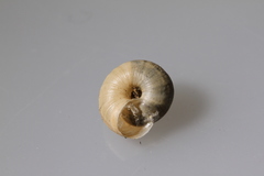 Backeljaia gigaxii