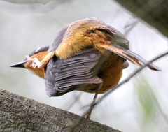 Cossypha dichroa dichroa