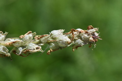 Pedicularis dasystachys