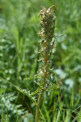 Pedicularis dasystachys