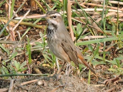 Luscinia svecica