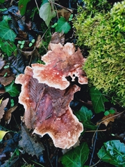 Podoscypha petalodes