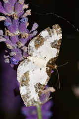 Melanthia procellata