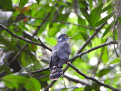 Hierococcyx nisicolor