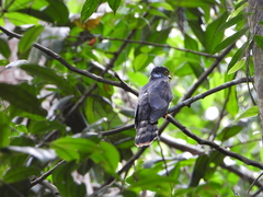 Hierococcyx nisicolor