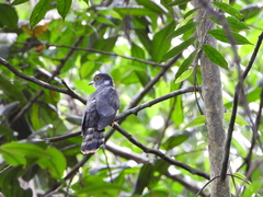 Hierococcyx nisicolor