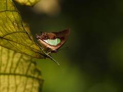 Polyura hebe