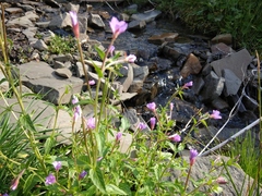 Epilobium algidum