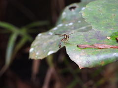 Eustenogaster micans