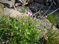 Epilobium algidum