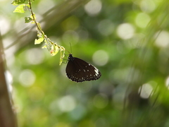 Euploea crameri bremeri