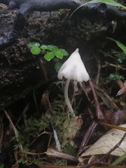 Entoloma alboconicum