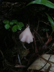 Entoloma alboconicum