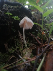 Entoloma alboconicum