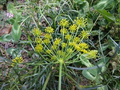 Peucedanum ruthenicum