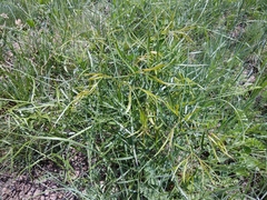 Peucedanum ruthenicum