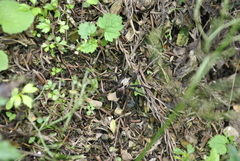 Dolomedes nigrimaculatus