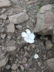 Dianthus cretaceus