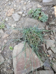 Dianthus cretaceus