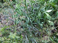 Peucedanum ruthenicum