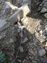 Dianthus cretaceus