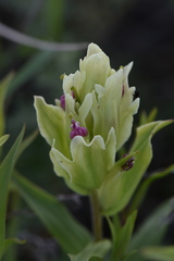 Castilleja pallida