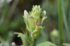 Castilleja pallida