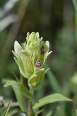 Castilleja pallida