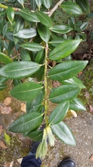 Metrosideros excelsa