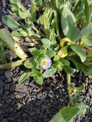 Nonea versicolor