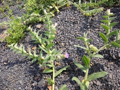 Nonea versicolor