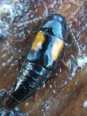 Tachinus subterraneus