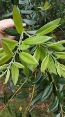 Metrosideros excelsa