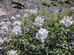 Ziziphora puschkinii