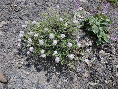 Ziziphora puschkinii