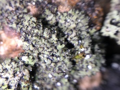 Phaeophyscia kairamoi