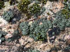 Phaeophyscia kairamoi