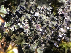 Phaeophyscia kairamoi