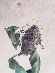 Agyrta