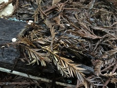 Paragymnopus sequoiae