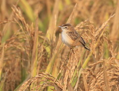 Cisticola juncidis