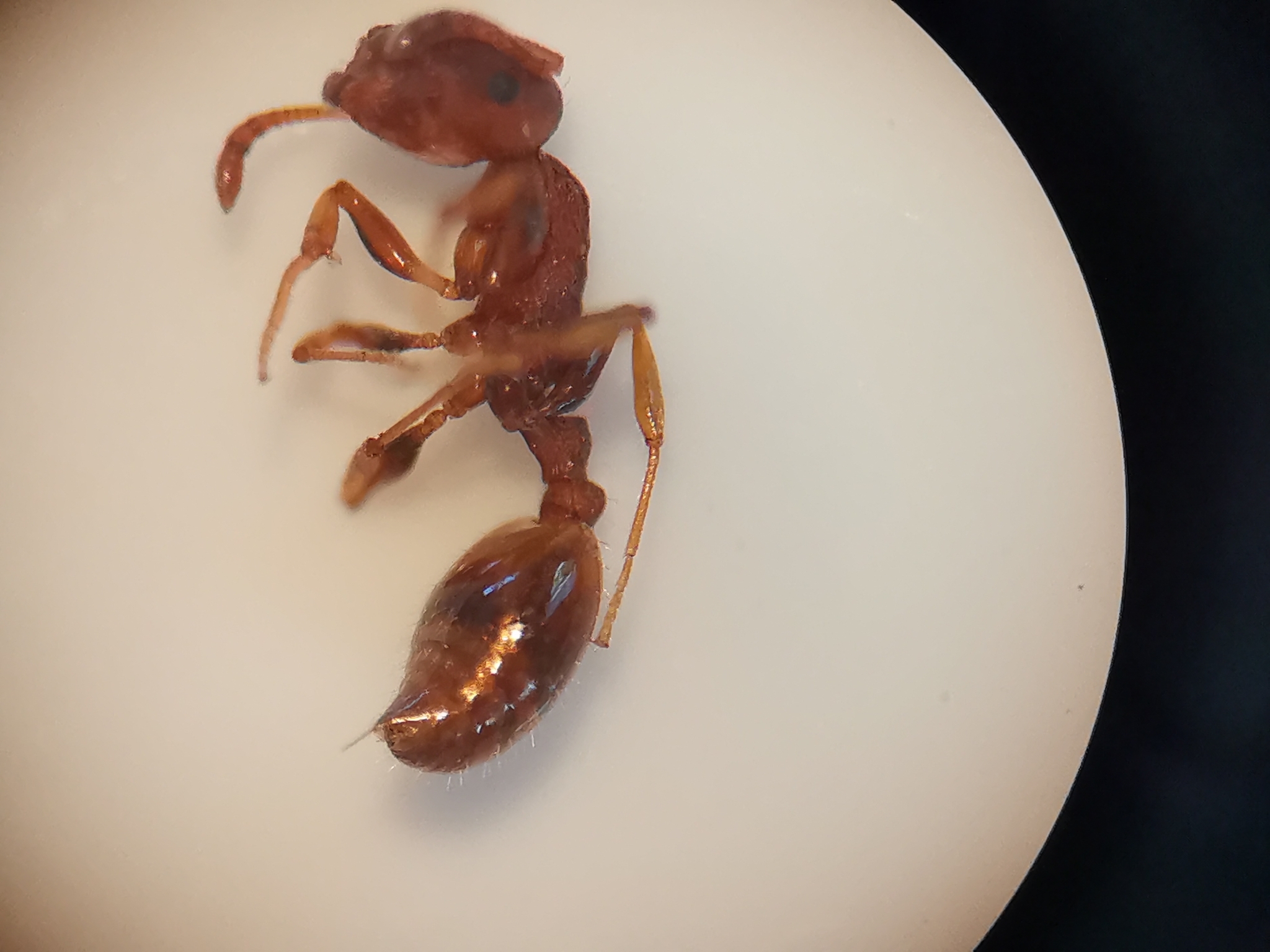 Temnothorax affinis