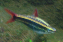 Striped Headstander photo 3