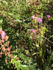 Mimosa albida