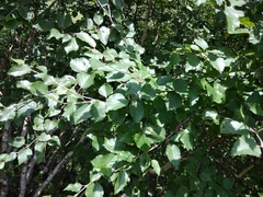 Betula raddeana
