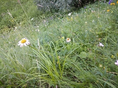 Tanacetum coccineum