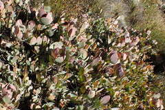 Protea recondita