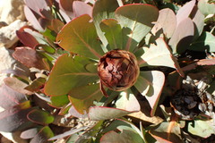 Protea recondita