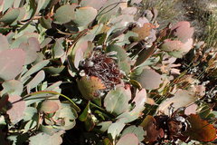 Protea recondita